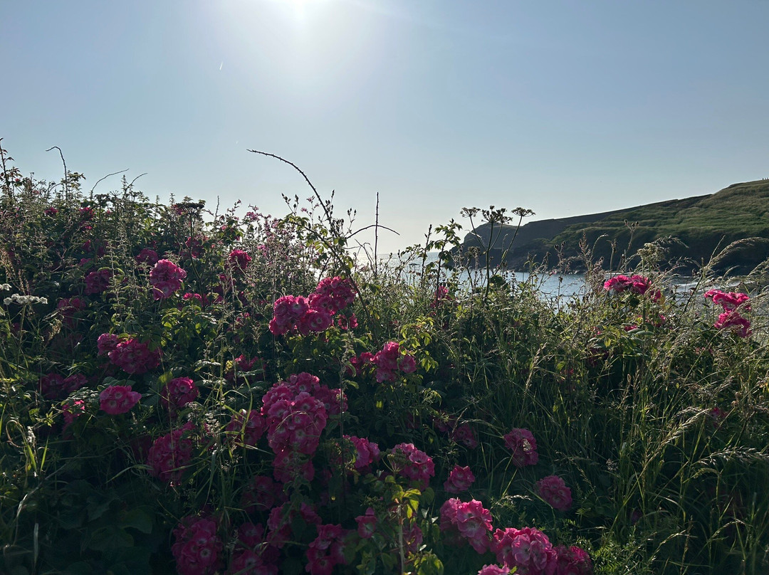 Abereiddy Beach