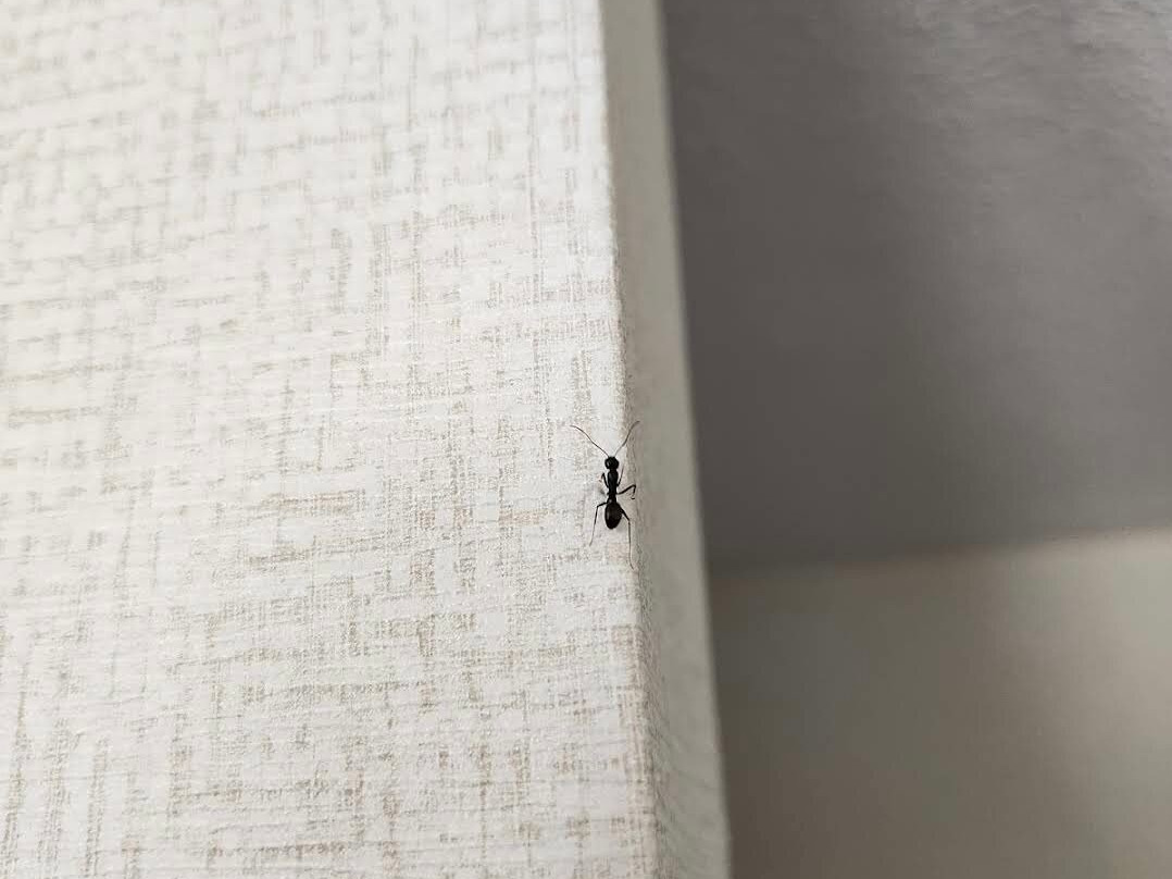 Monte Carlo Inn - Oakville Suites主图