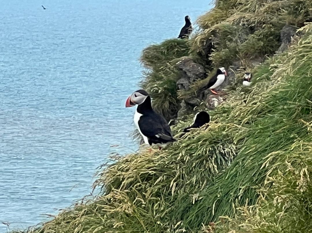 Ingólfshöfði Puffin Tour-史卡法特必去景点