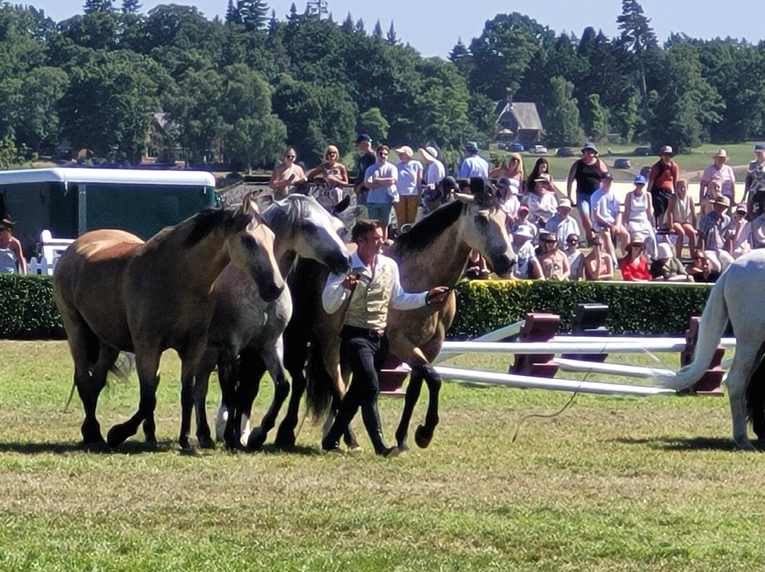 Great Yorkshire Show-哈罗盖特必去景点