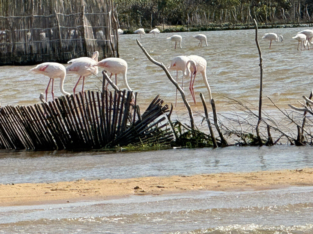 Kosi Bay Nature Reserve-Kosi Bay必去景点