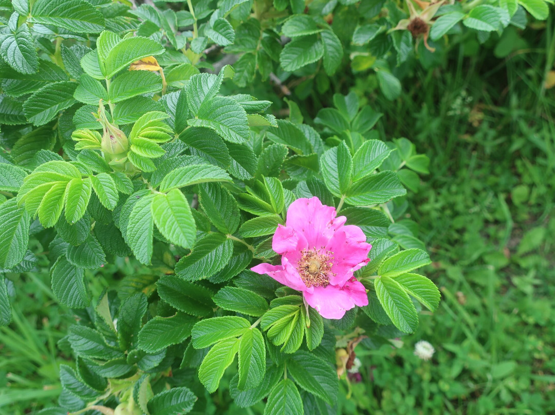 Veneer Nature Flower Garden-滨顿别町必去景点