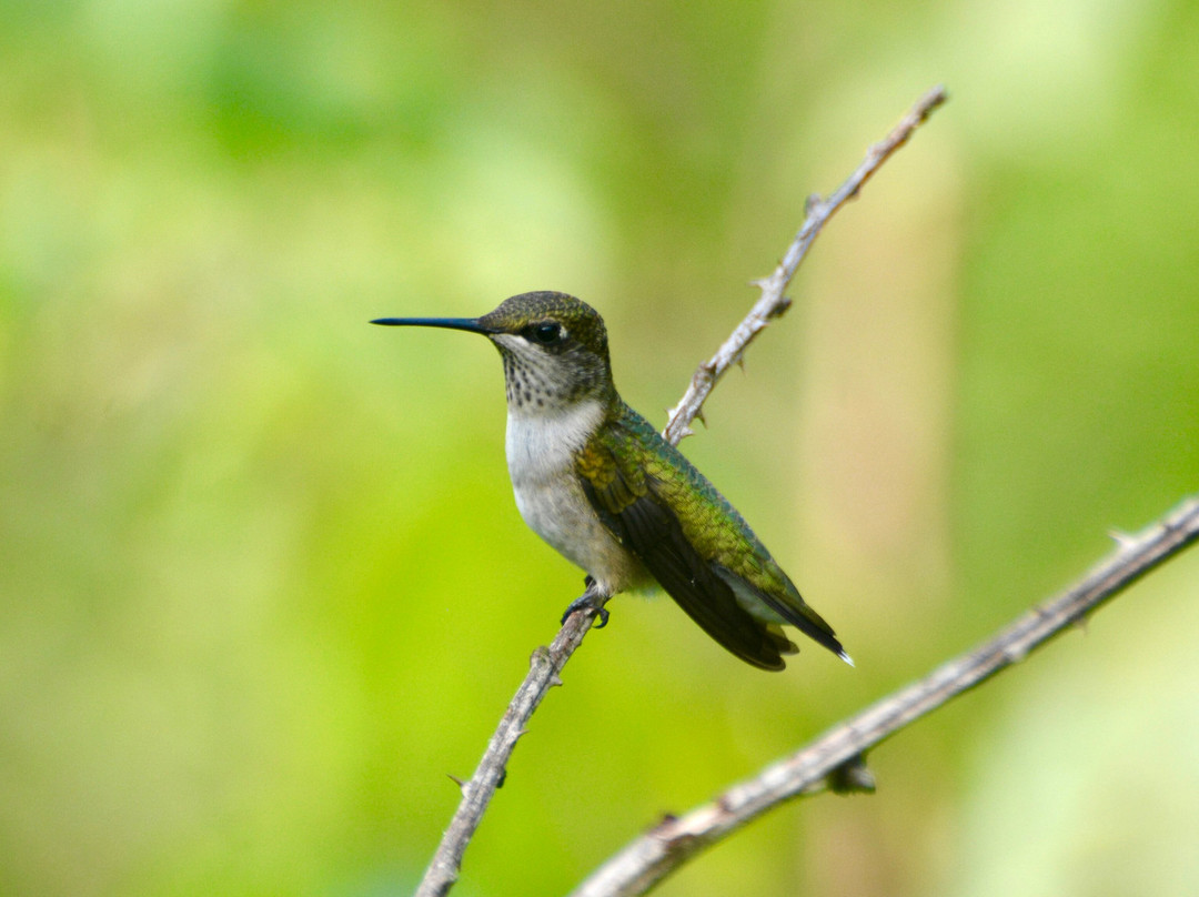 Martha Lafite Thompson Nature Sanctuary-Liberty必去景点