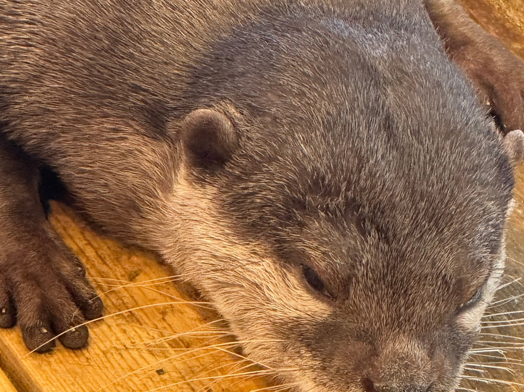 Hedgehog Cafe HARRY, Harajuku-涩谷区必去景点