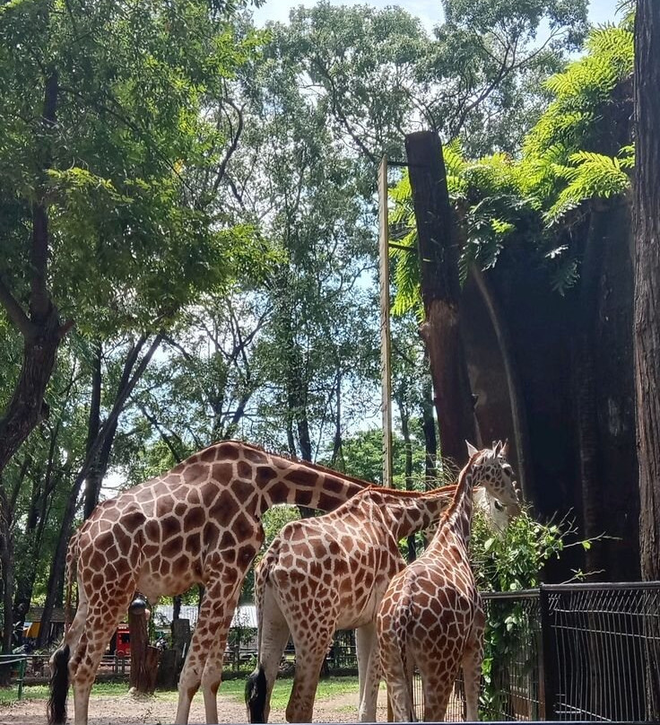 拉古南动物园-雅加达必去景点