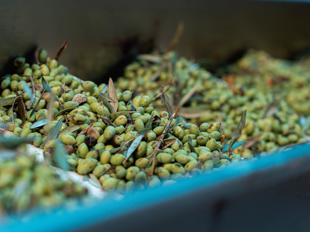 Olive Oil Experience Crete-Peza必去景点