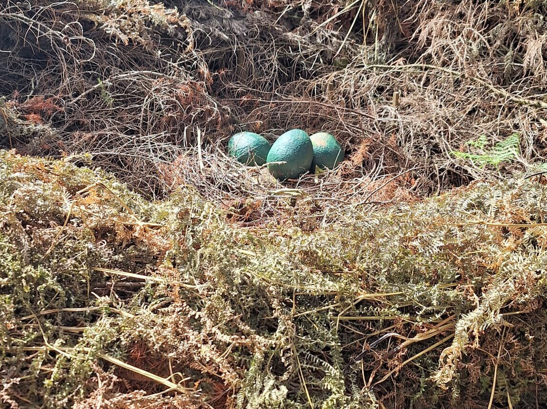 Northwood Trail – England’s Fairy Sanctuary-约克必去景点