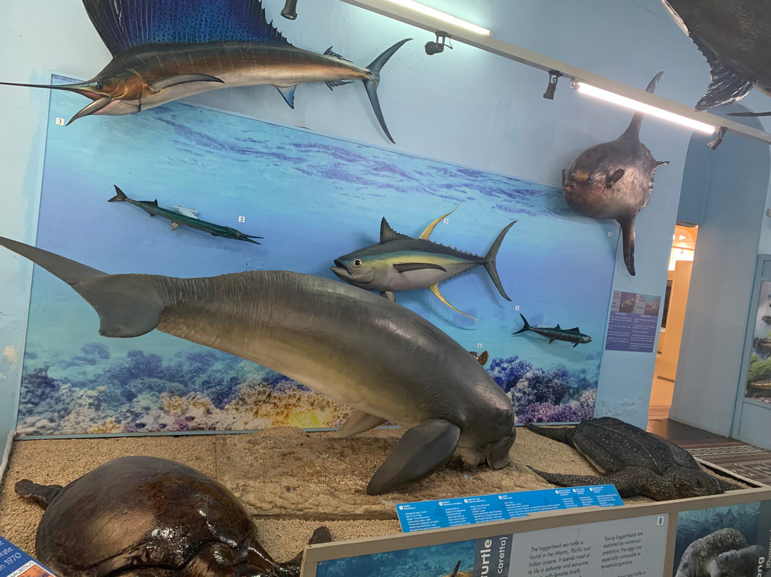 Natural History Museum-路易士港必去景点