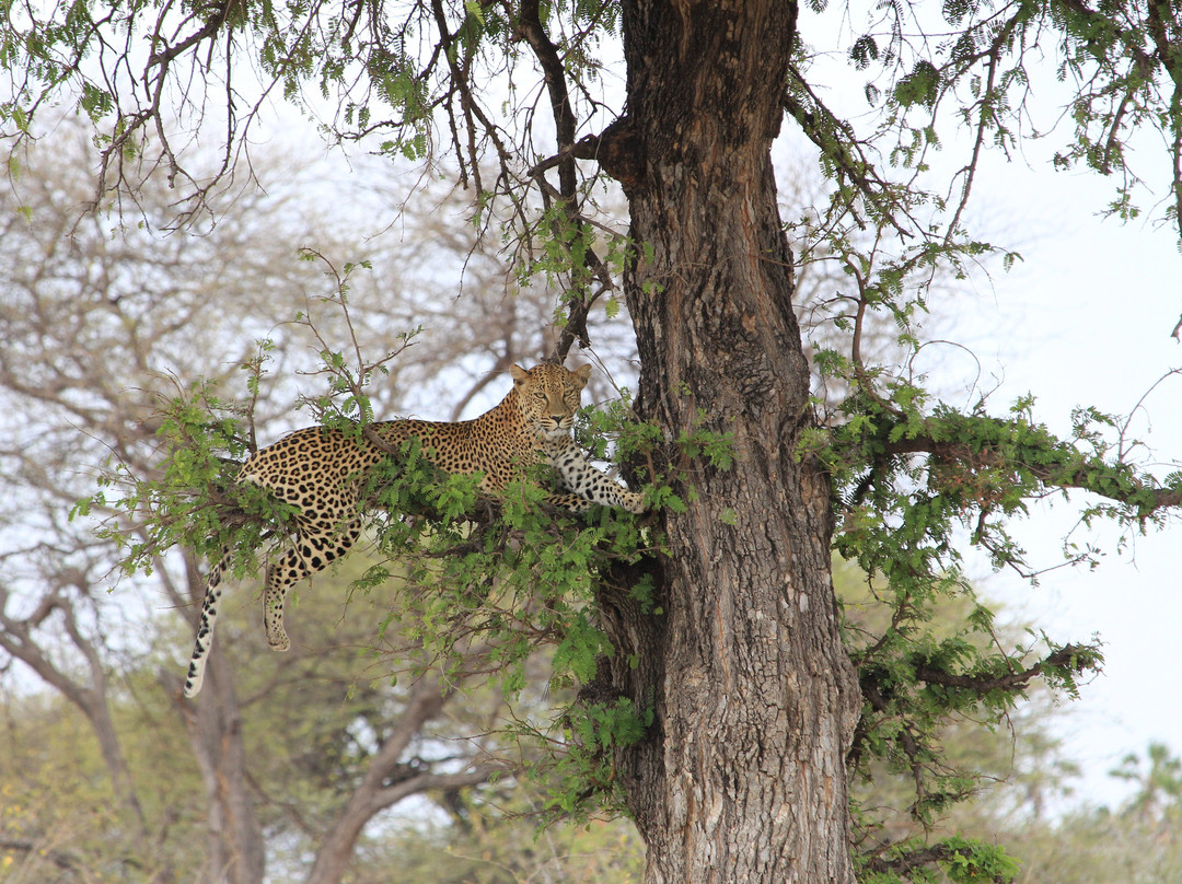 Meru National Park KENYA-Meru National Park必去景点