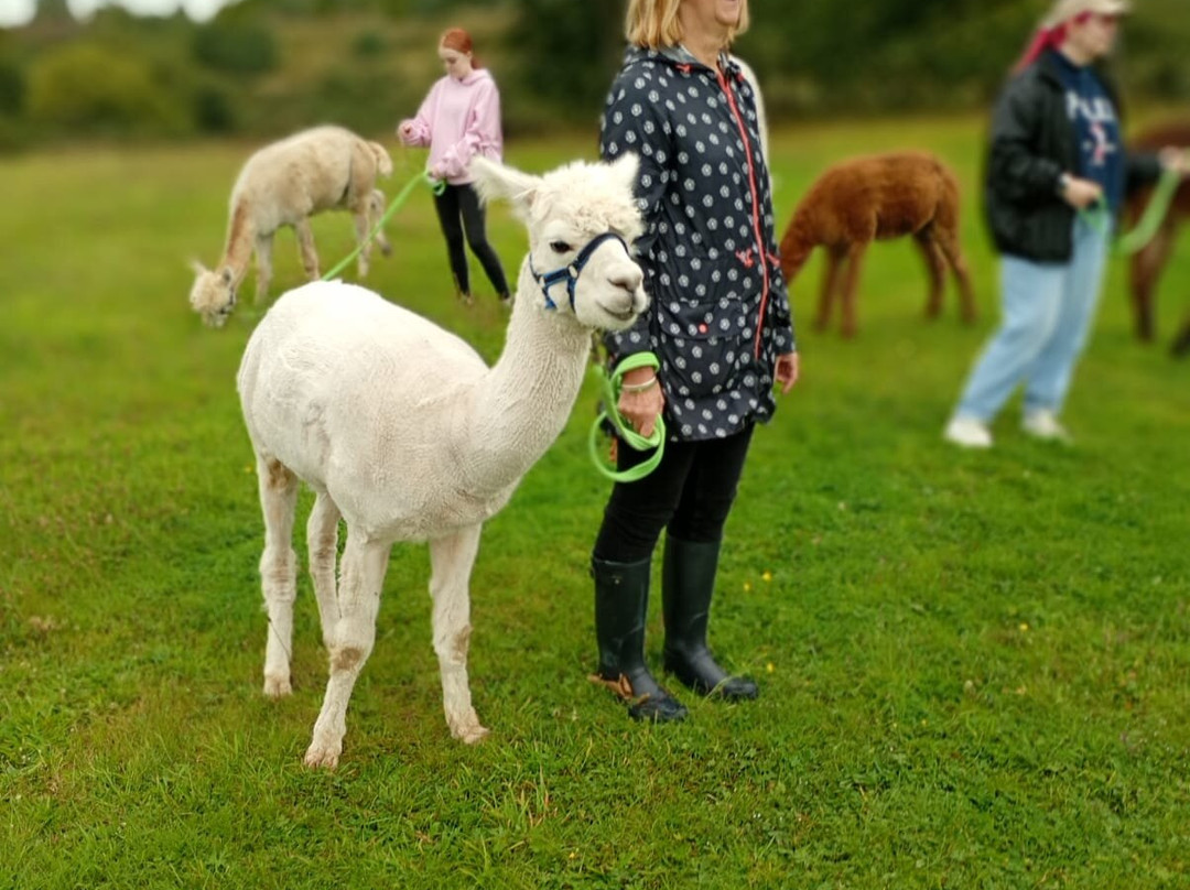 Larch Green Alpacas-格拉斯哥必去景点