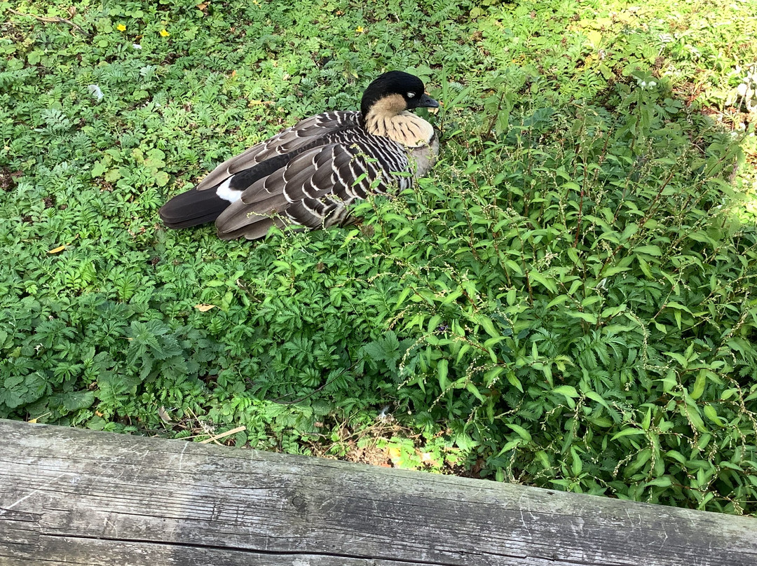WWT Washington Wetland Centre-Washington必去景点
