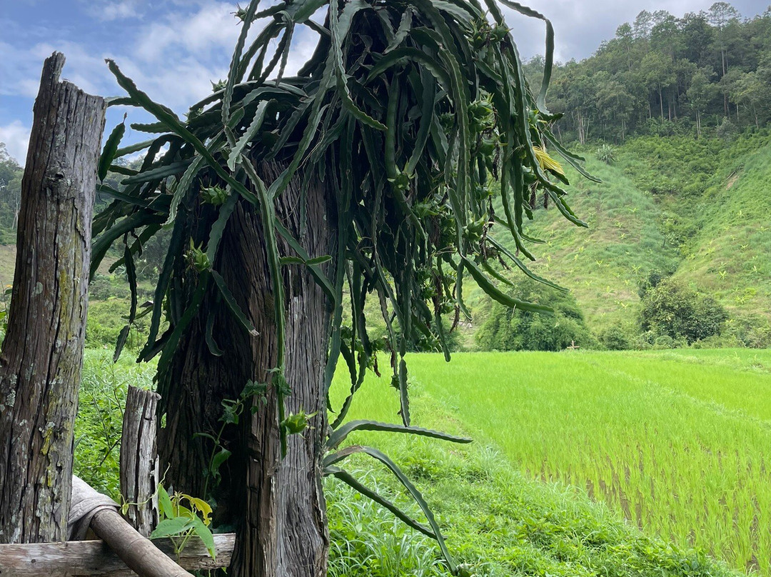 Trekking Collective Co - Private Day Tours-清迈必去景点