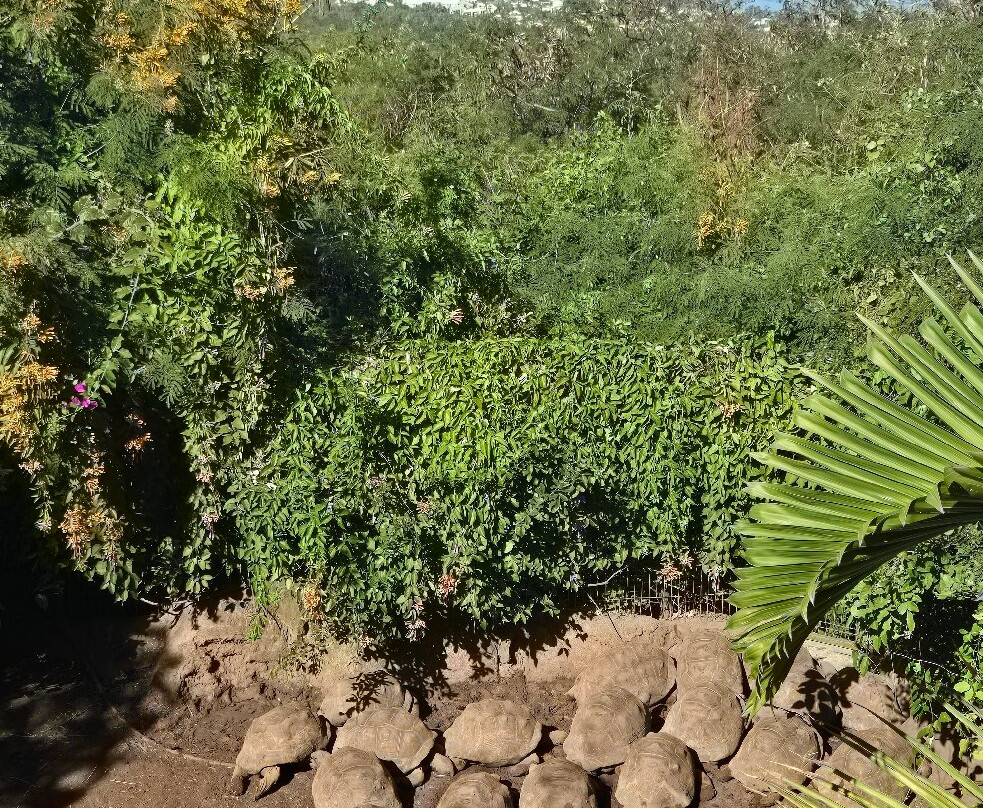 Le Jardin Des Tortues-Les Avirons必去景点