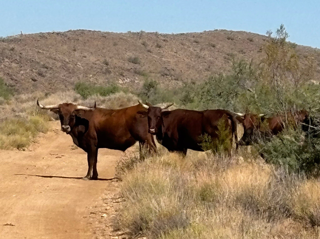 Sheps Miners Inn主图