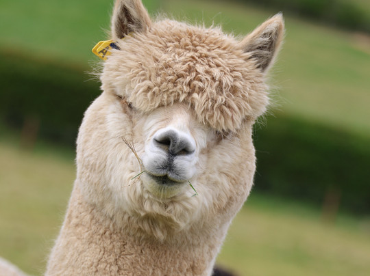 Bozedown Alapcas-雷丁必去景点