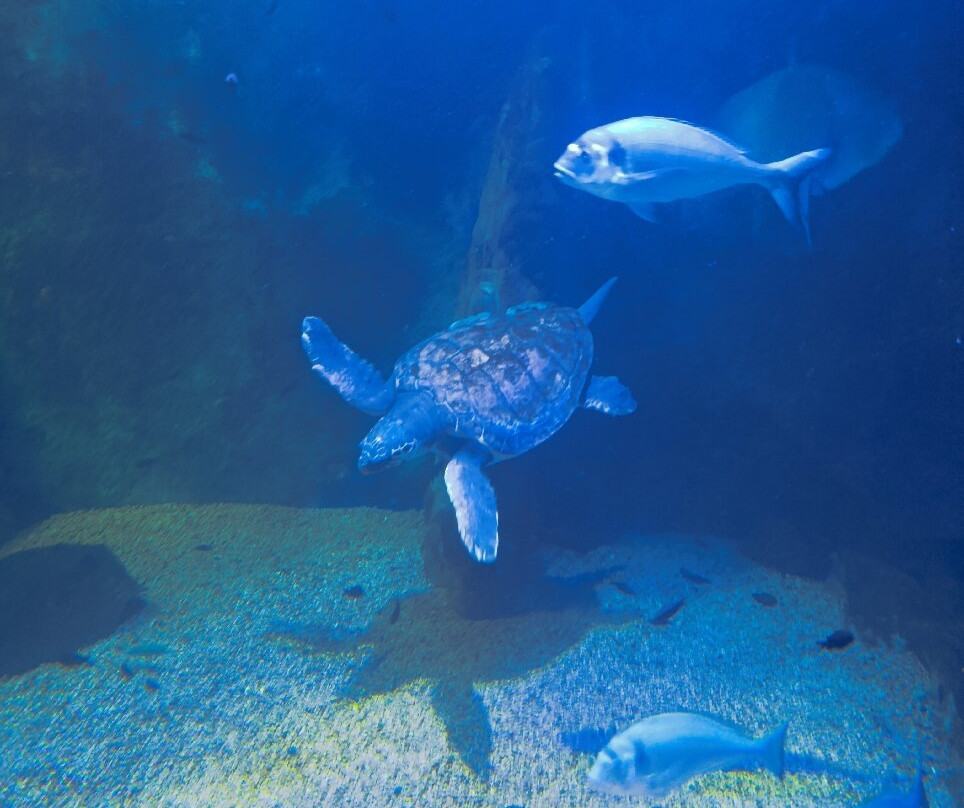 Acquario Cala Gonone-Dorgali必去景点