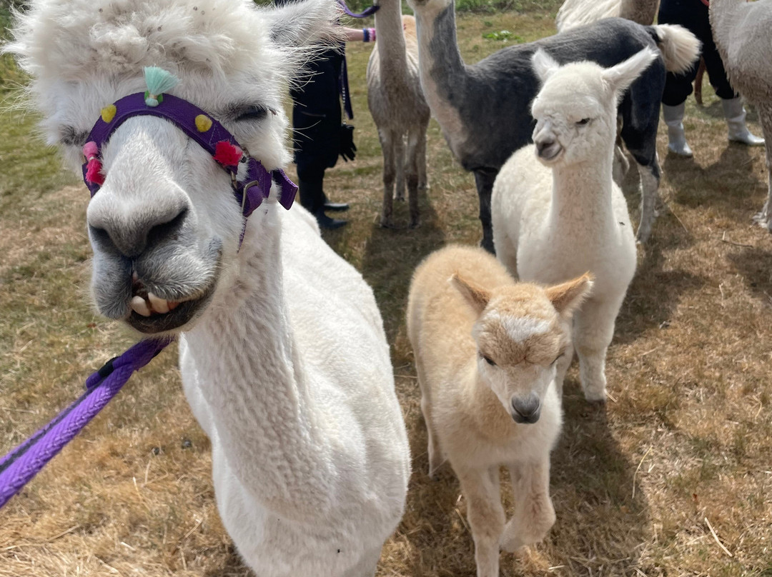 Admirals View Alpacas-Coedway必去景点