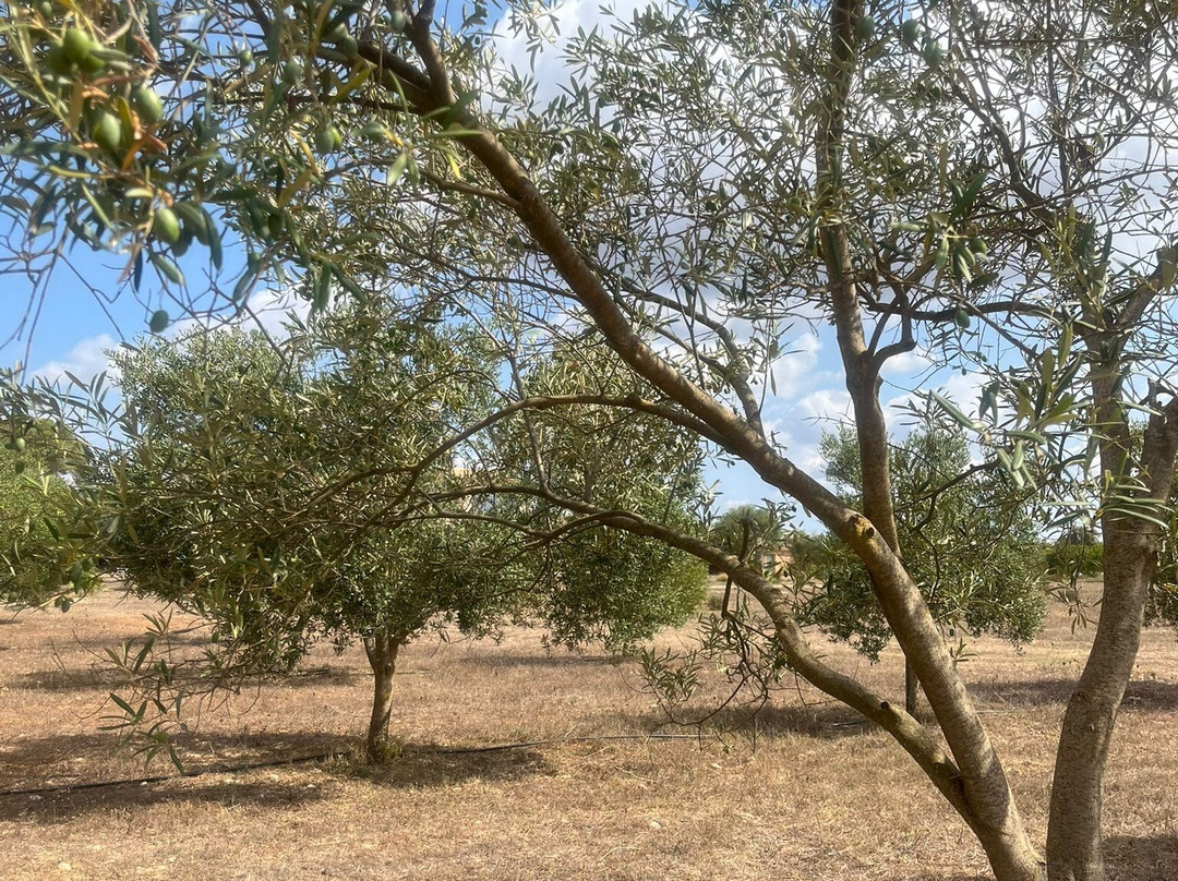 Oliveraie Casa Limbella-Algaida必去景点