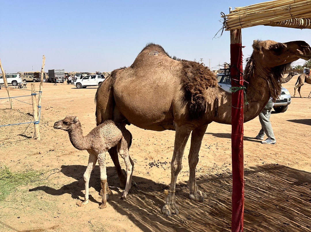 Dune Merzouga Camp-Hassilabied必去景点