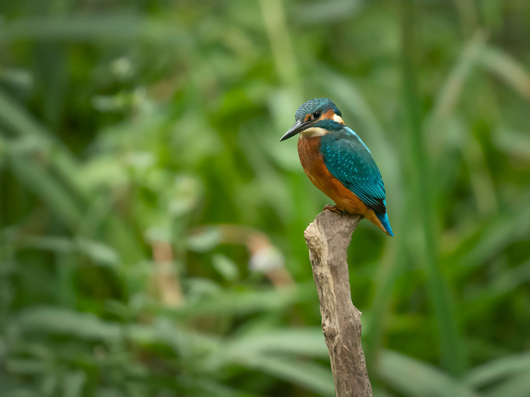 GG Wildlife Experiences Ltd-Goring-on Thames必去景点