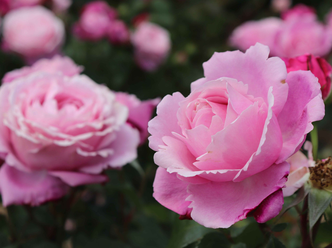 Iwamizawa Park-岩见泽市必去景点