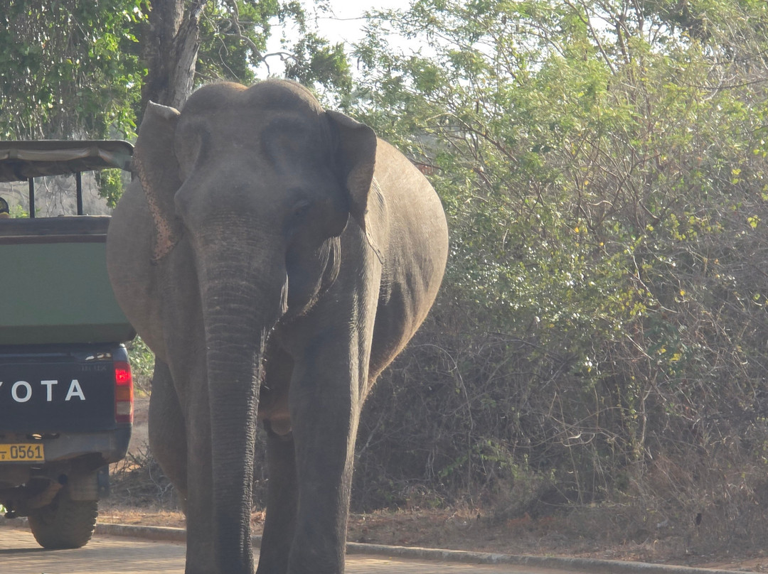 Chauffeur Sri Lanka by Dohansa Lanka Tours-尼甘布必去景点