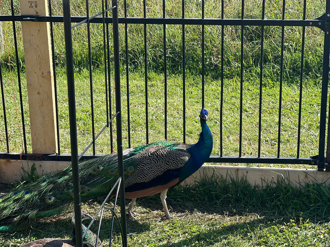 Harmony Acres Ranch & Petting Farm-Cornville必去景点