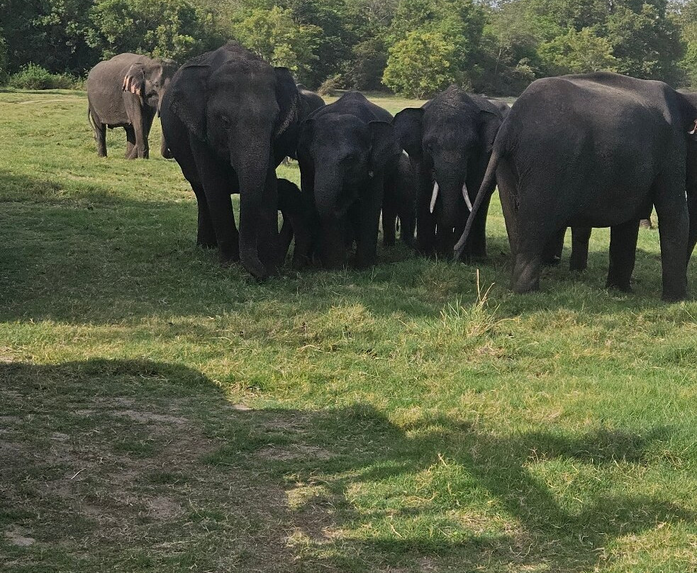 Sri Lanka Wide Tours-科伦坡必去景点