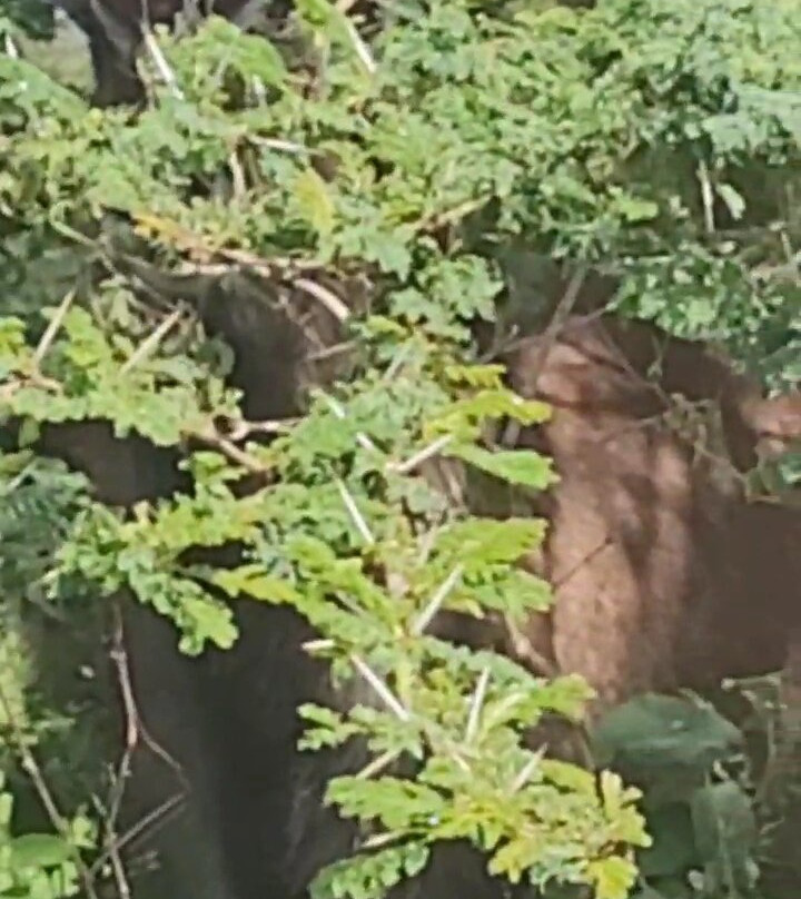 Expeditions Wild Jungle-Karen必去景点