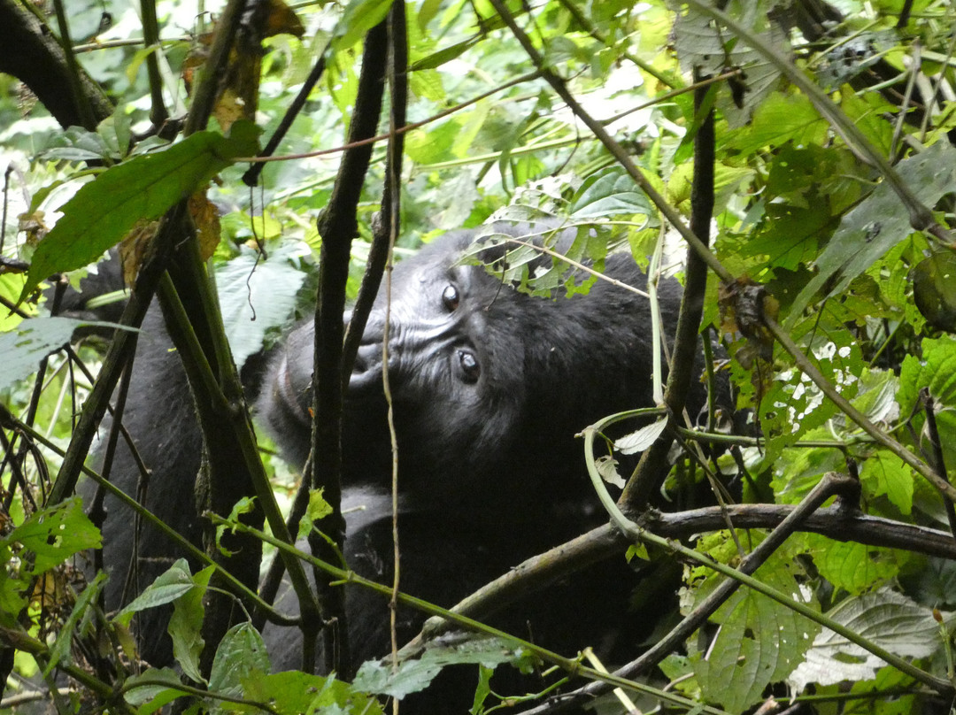 Prime Safaris & Tours-坎帕拉必去景点