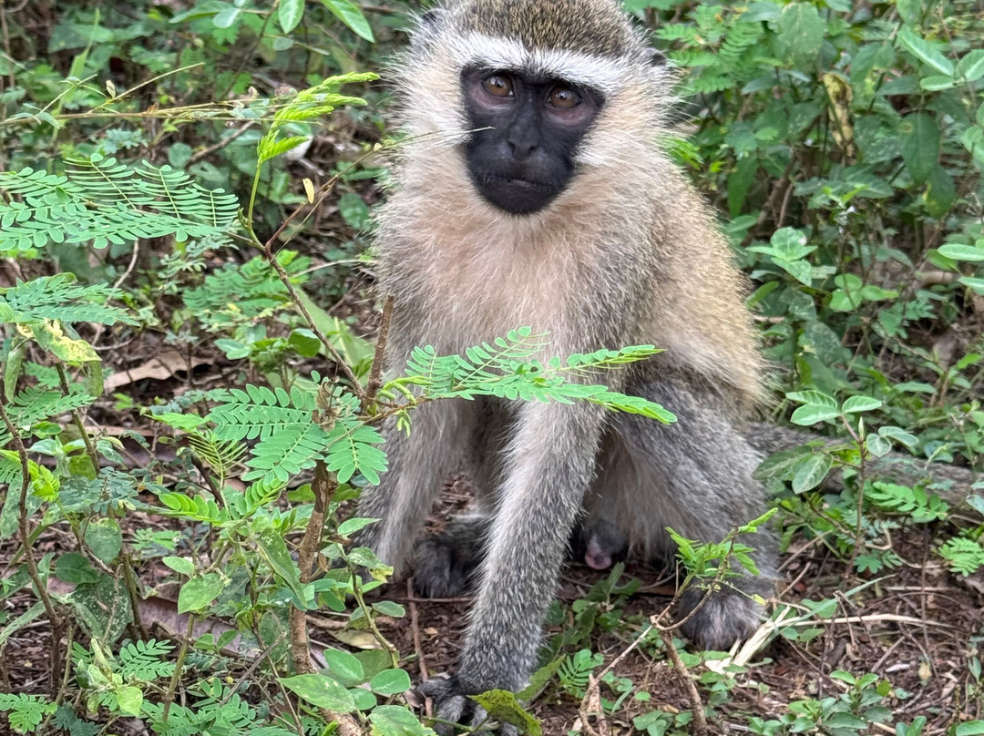 Bikeventures Tours and Rentals-金贾必去景点