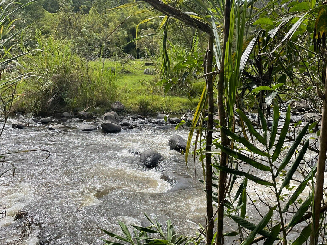 Finca Cafetera Don Elias-萨伦托必去景点
