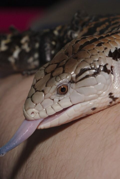 Animalistic Encounters-South Woodham Ferrers必去景点