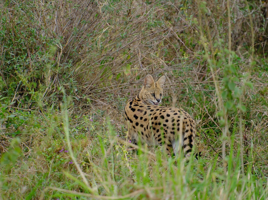 Bongo Plan-Dar es Salaam必去景点