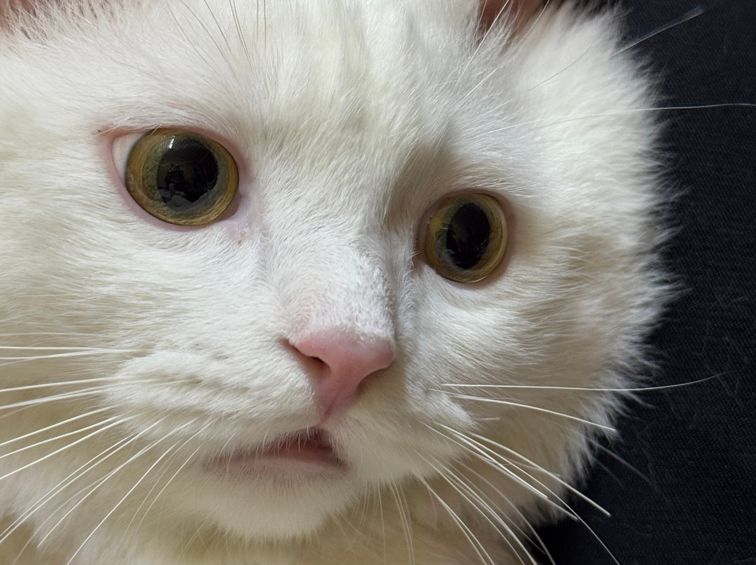 ACE - Animal Care in Egypt-卢克索必去景点