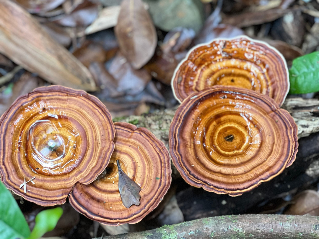 Tony's Tropical Tours-道格拉斯港必去景点