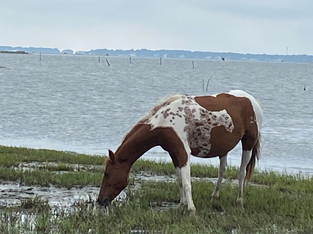 Js Expedition-Chincoteague必去景点