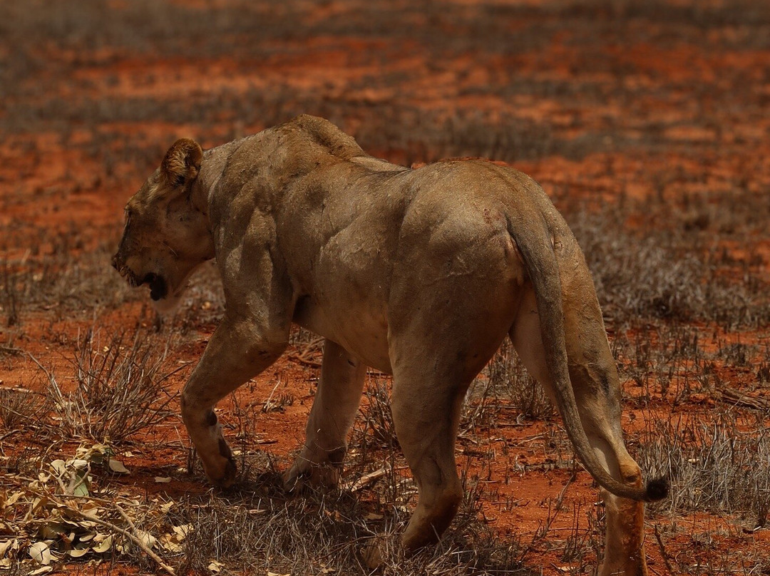 Malik Safari-马林地必去景点
