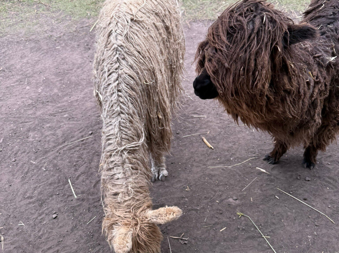 Awana Kancha-库斯科必去景点