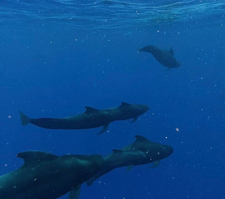 海洋生态游-凯鲁瓦-柯纳必去景点