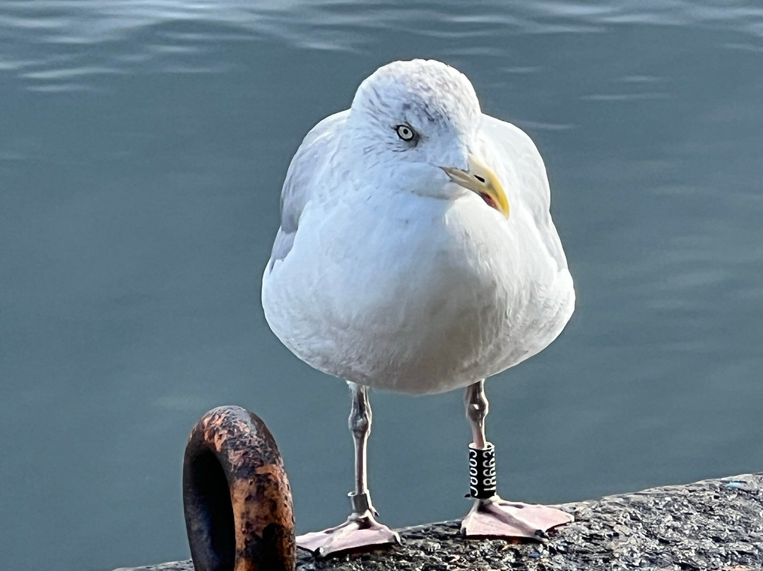 Oslo's Harbour Promenade-奥斯陆必去景点