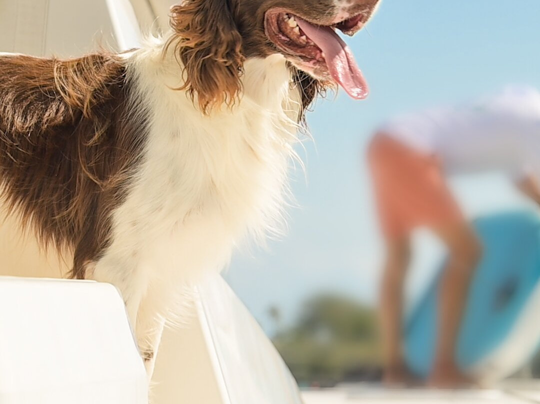 Abaco Yacht & Charter Services-Marsh Harbour必去景点