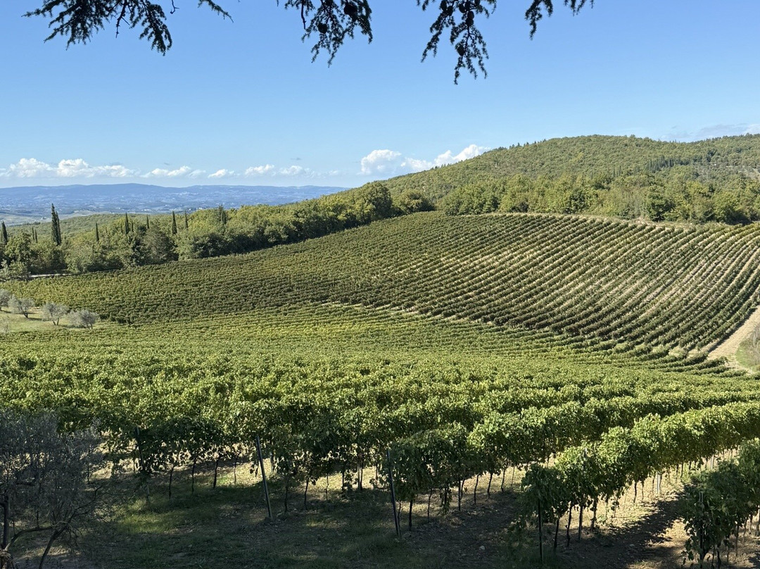Bindi Sergardi Estates & Vineyards-Vagliagli必去景点