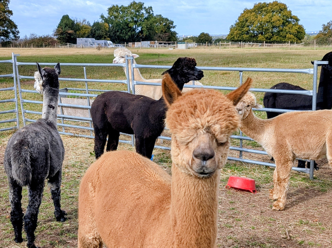 Ambling Alpacas-Meriden必去景点