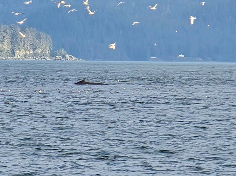 Alaska Travel Adventures-朱诺必去景点