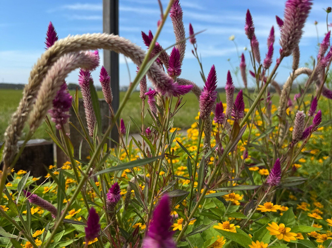 Sakura Furusato Square-佐仓市必去景点