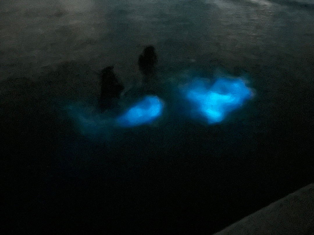 Parguera Eco Tours and Bio Bay-La Parguera必去景点