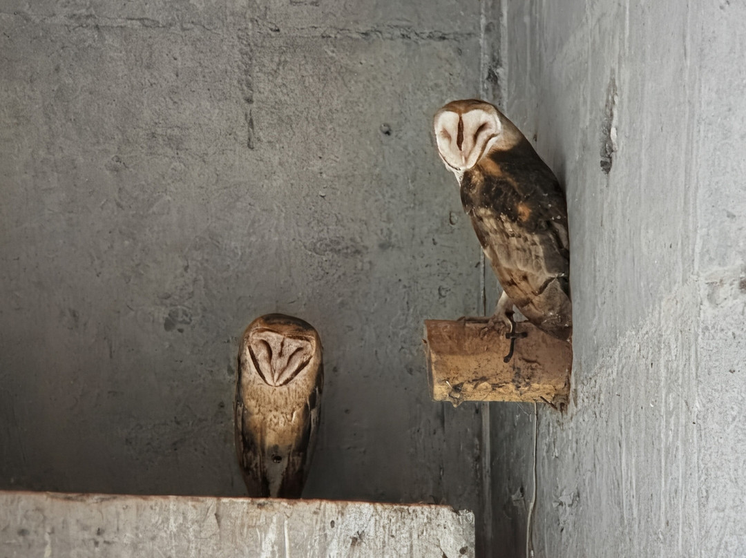 Mangrove Boat Tour-克波斯必去景点