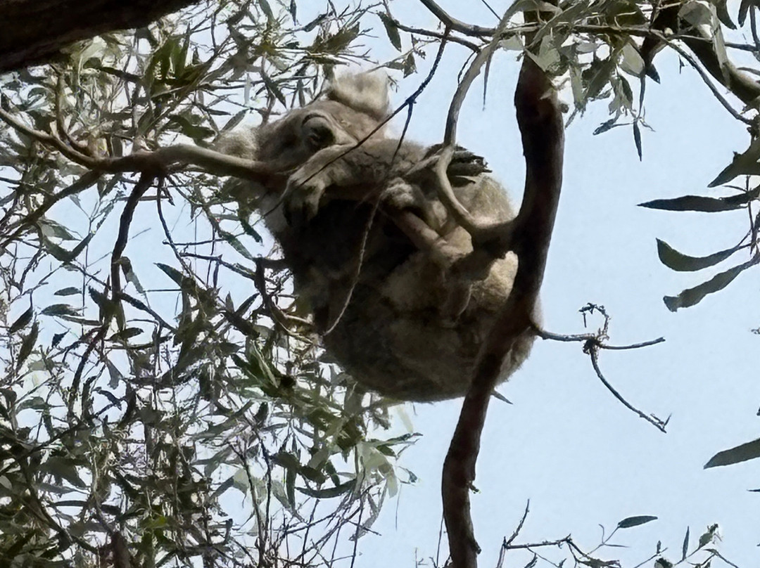雷蒙德岛-Paynesville必去景点