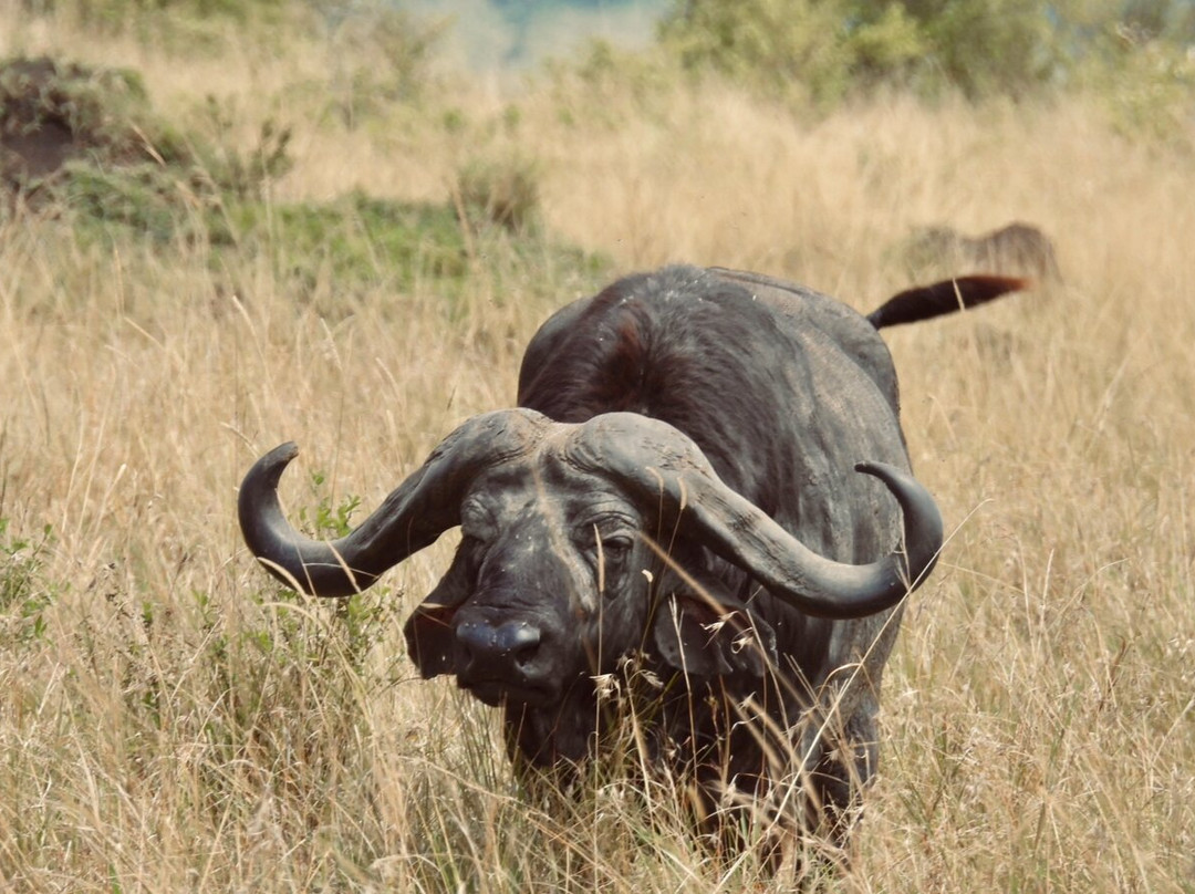 Arlom Safaris-Mtwapa必去景点